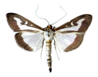 box tree moth