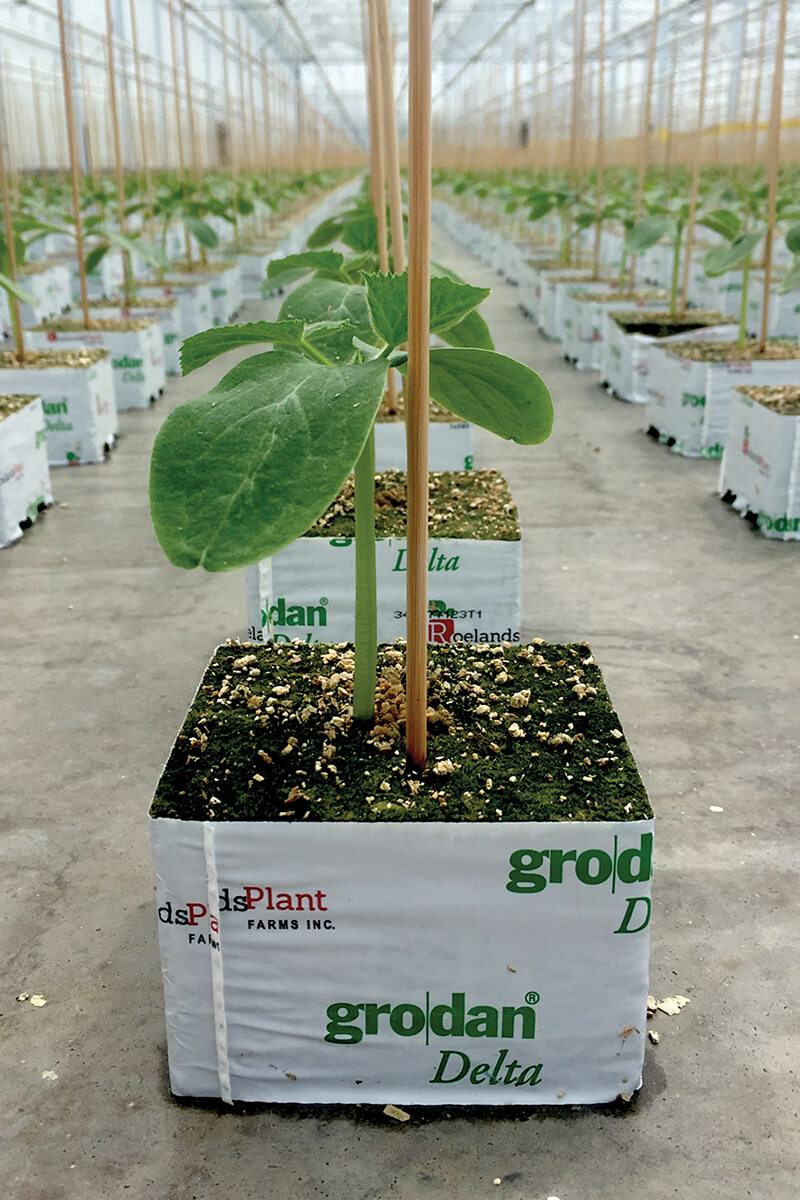 Cucumbers getting ready to ship