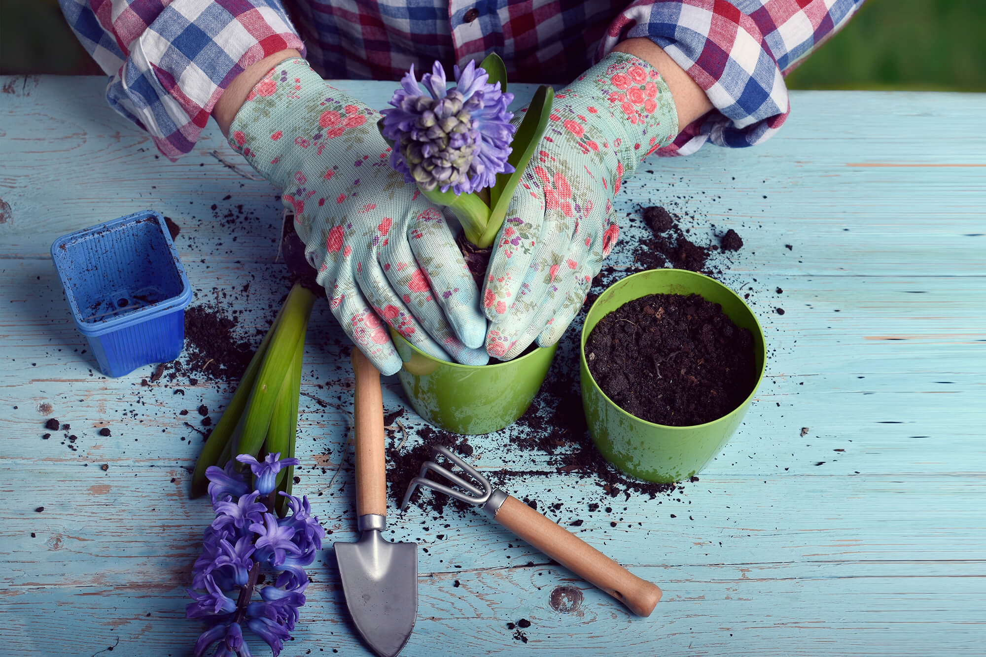 woman planting a hyacinth