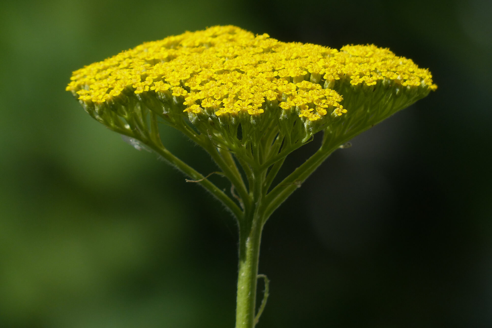 yellow flower