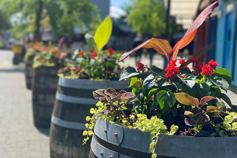 plants in a barrel