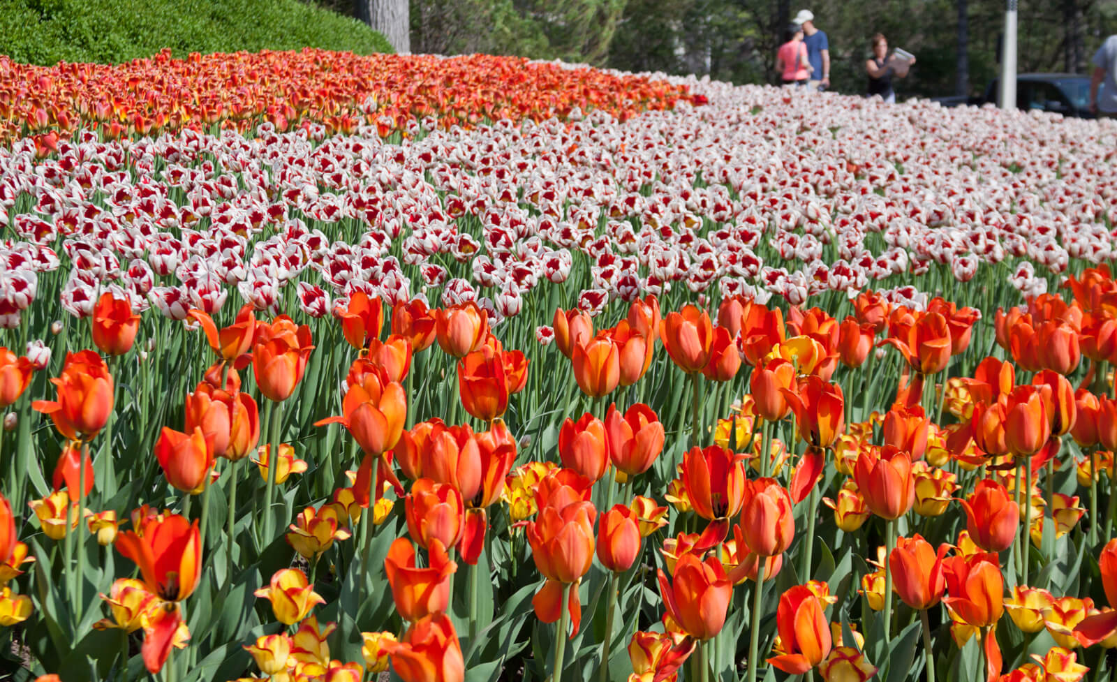 tulips at a festival