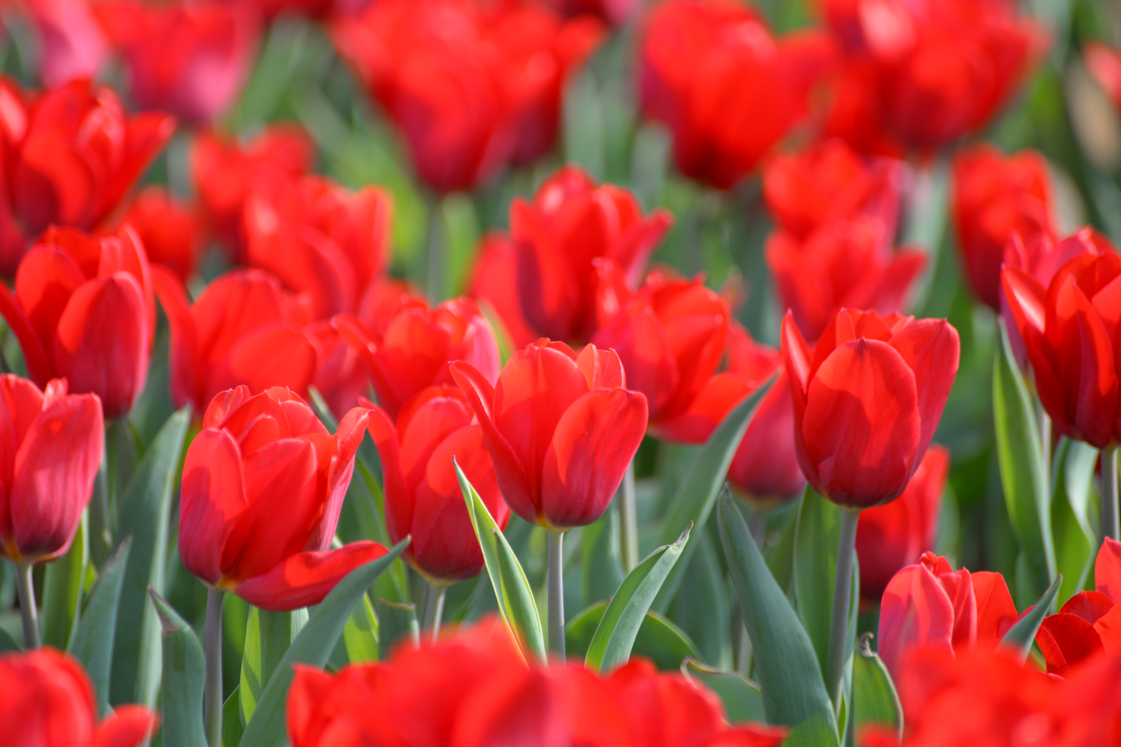 red tulips