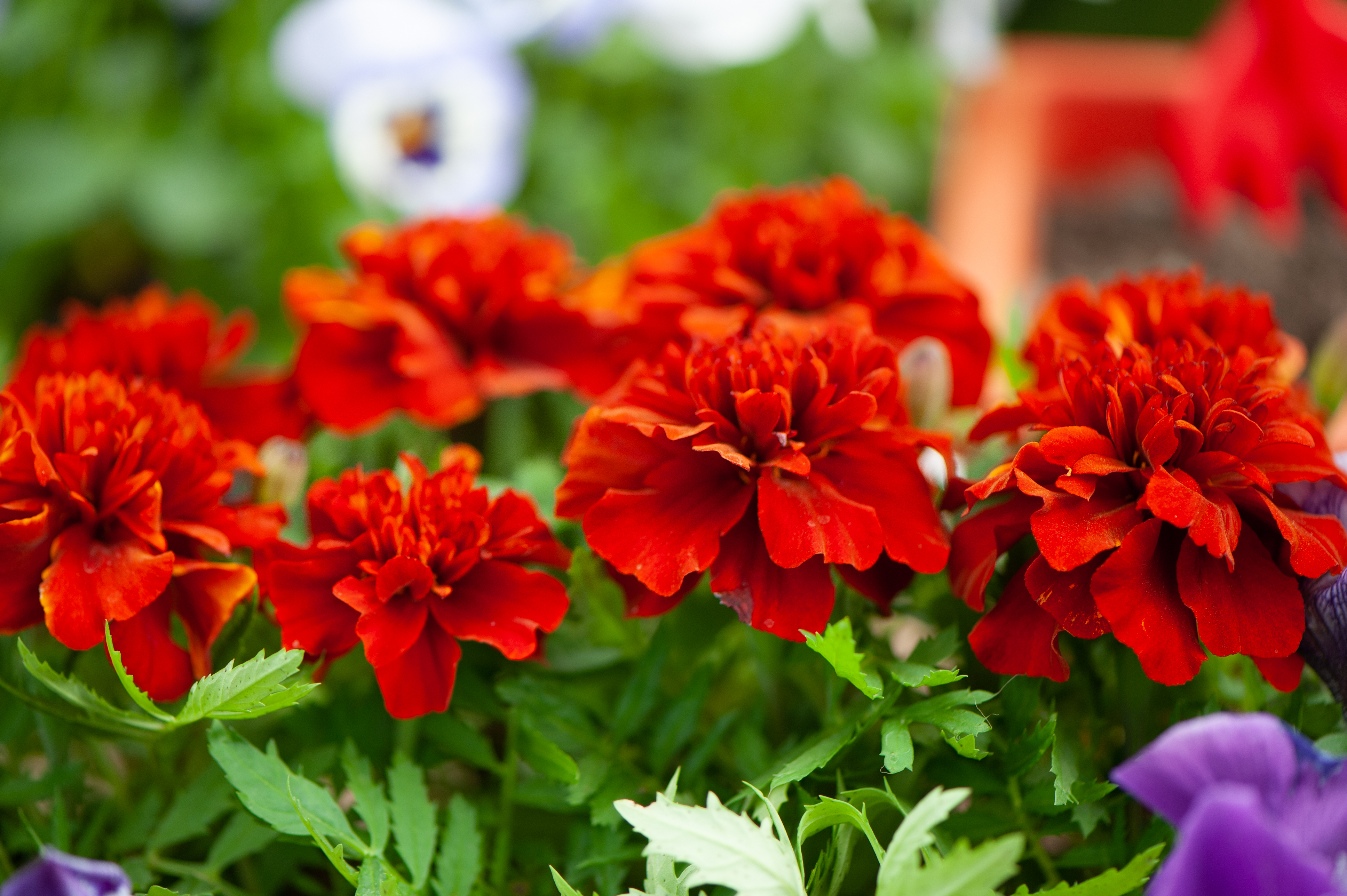 red marigold