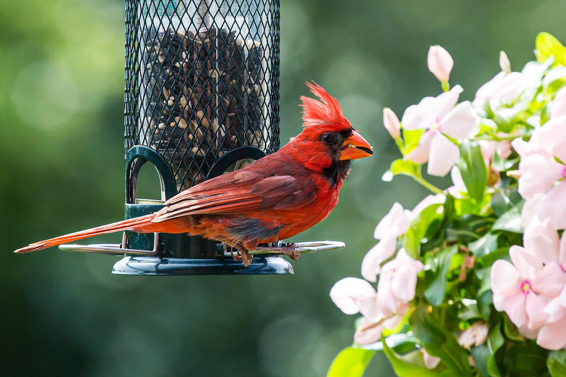 cardinal