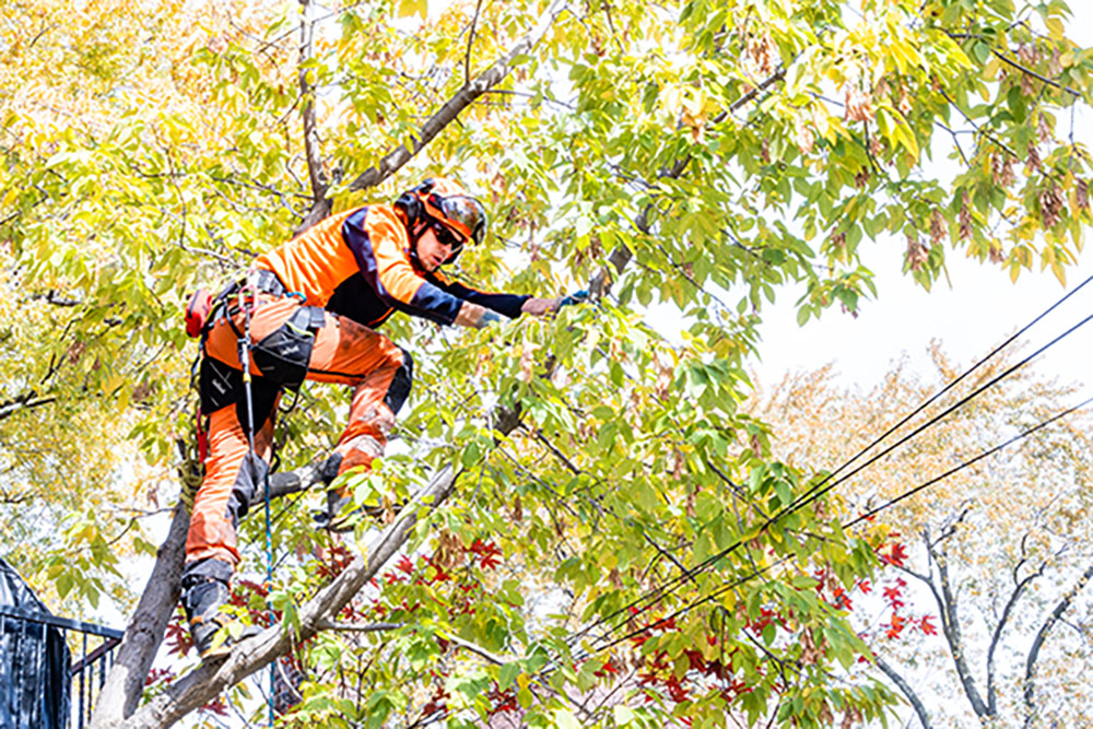 vista tree arborist