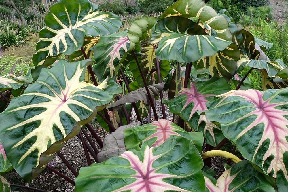 Colocasia 