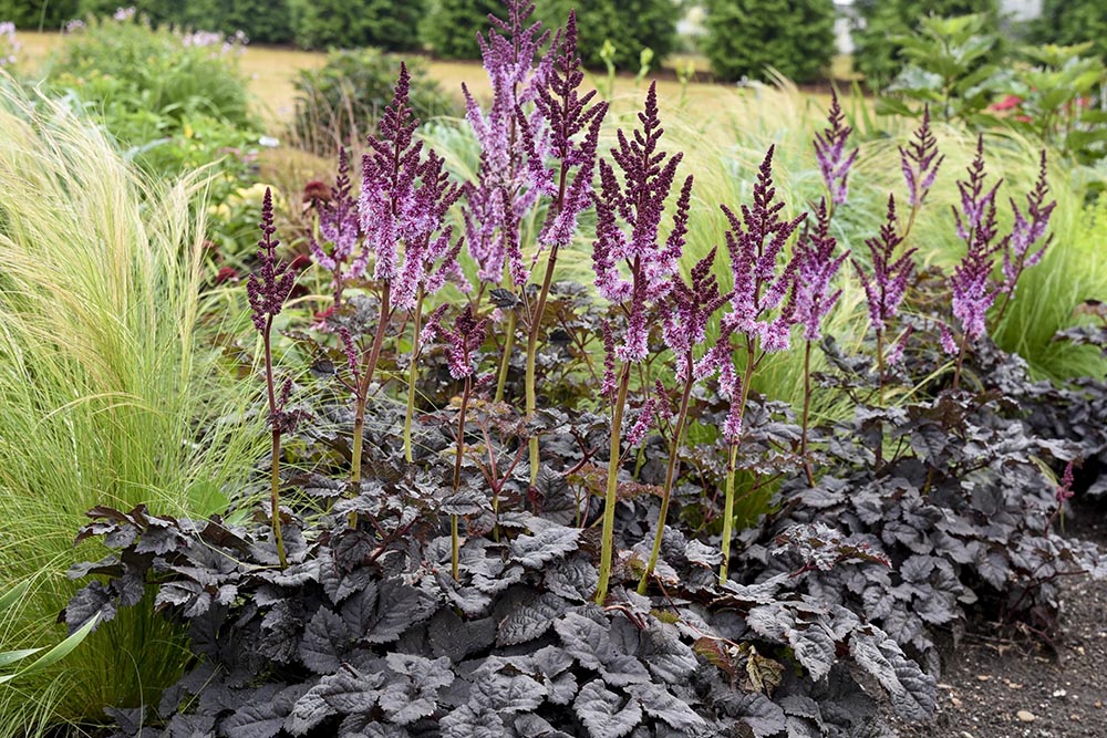 astilbe dark side