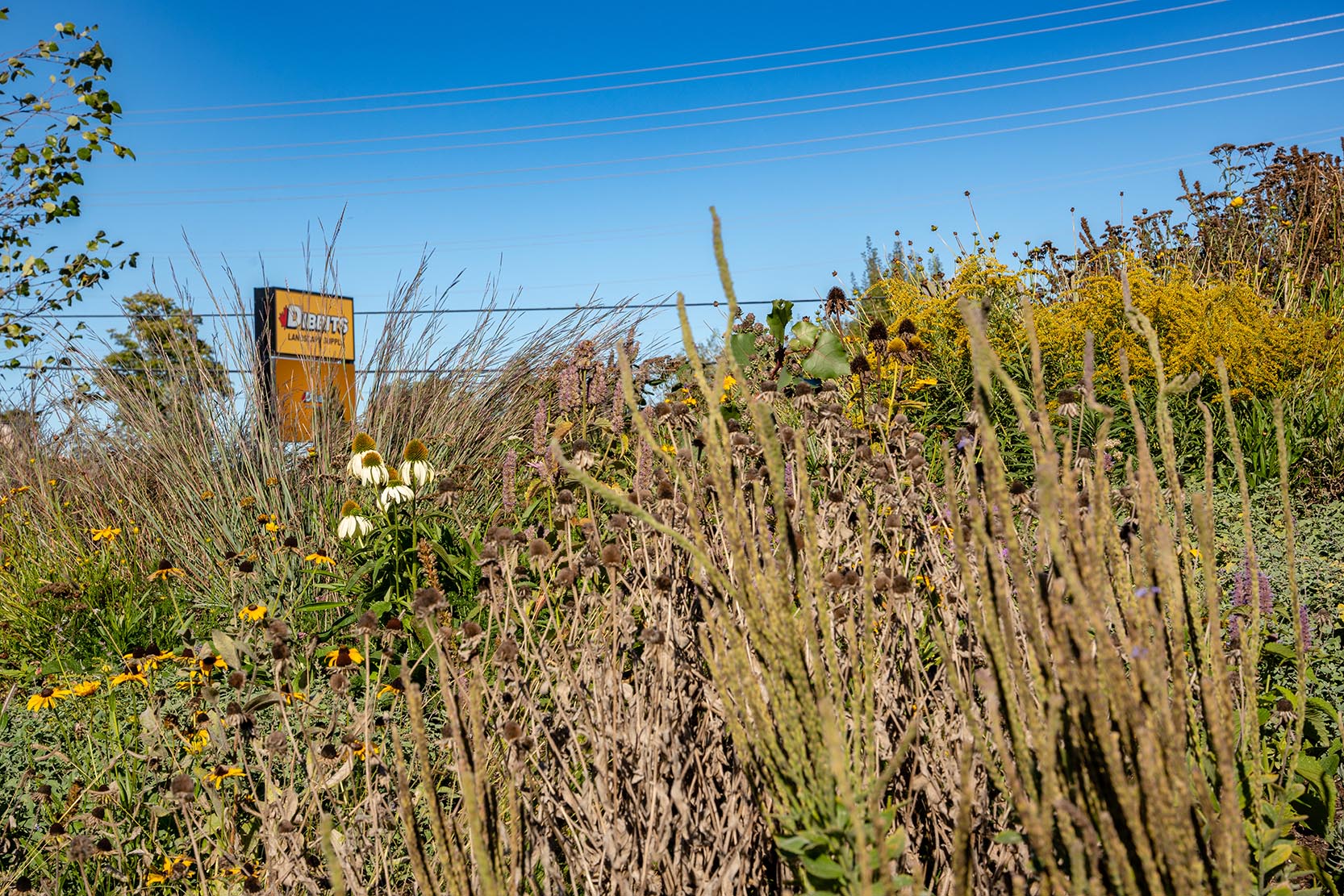 native pollinator gardens 