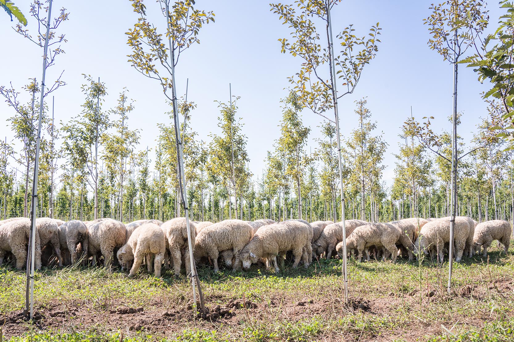 sheep grazing