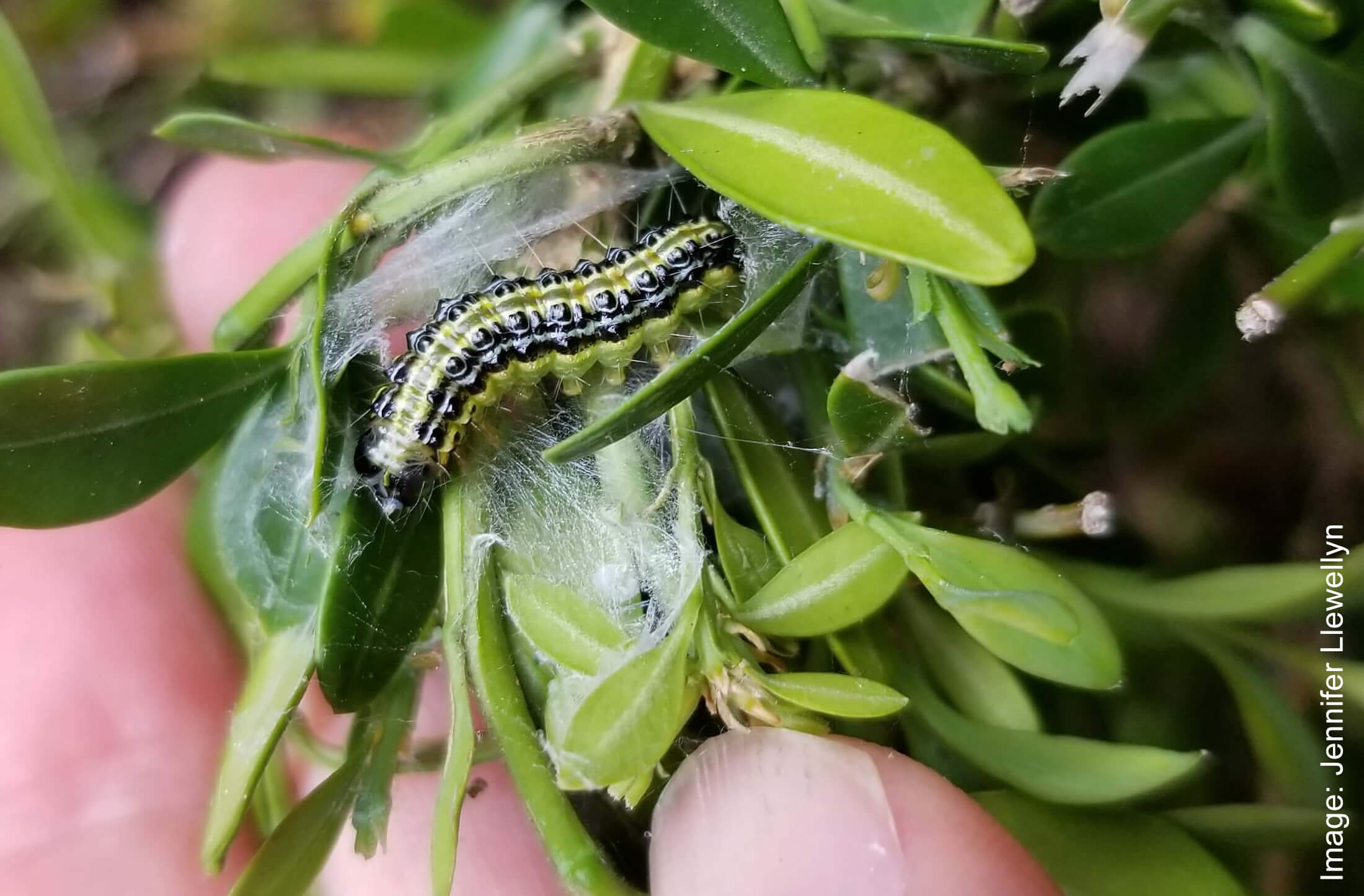 black and yellow caterpillar, webbing feeding on boxwood leaf