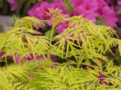 bright yellow foliage