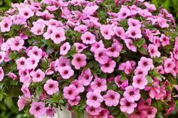 pink petunia flowers