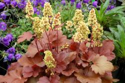 pink coloured leaves