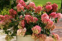 rose pink hydrangea in pot