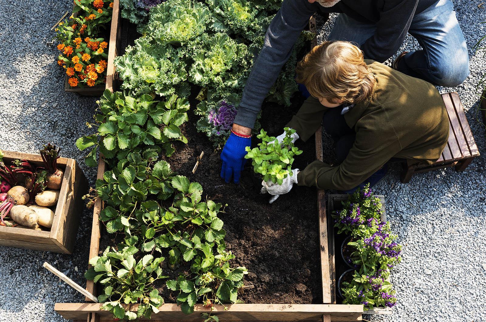 vegetable garden